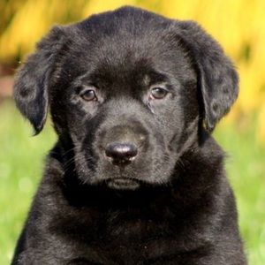 Meet your Posher, Sydney